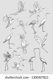 Set of tropical birds. Stickers, elements for design. Outline hand drawing vector illustration. 
