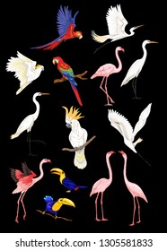 Set of tropical birds. Stickers, elements for design vector illustration. Isolated on black background.