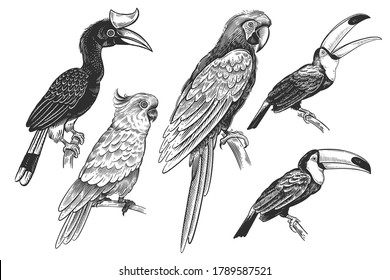 Set of tropical birds. Toucans, parrots and cockatoos. The image is isolated on a white background. Vector illustration. Vintage engraving. Wildlife. Exotic nature. Black and white sketch.