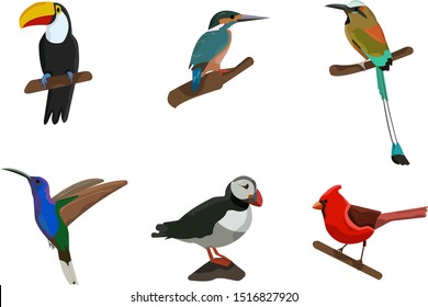 set with tropical birds. vector flat design