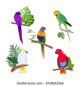 Set of tropical bright parrots. Vector cartoon  illustration isolated on white background


