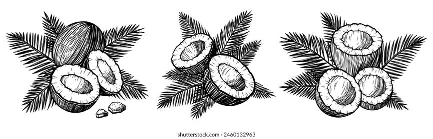 Set of tropical coconuts with palm leaves. Vector black ink isolated illustration in sketch line style.