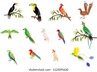 Set of tropical exotic birds,  toucan, Horned Crows, goatin, parrots, isolated vector illustration