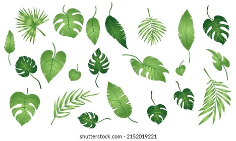 Eine Reihe von exotischen tropischen Blättern verschiedener Art. Dschungelpflanzen. Hibiskusblätter, Monstera und Palmblätter. Realistische botanische Vektorgrafik einzeln auf weißem Hintergrund