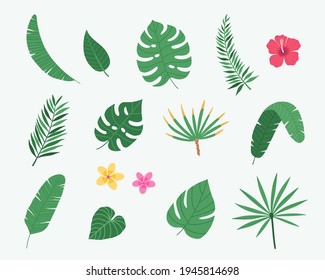 Set of tropical exotic plants leaves and flowers of plumeria and hibiscus isolated on white background. Vector illustration