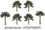 Set of tropical fan palm trees with green fronds and realistic trunks isolated on white background for summer vacation beach and nature designs.
