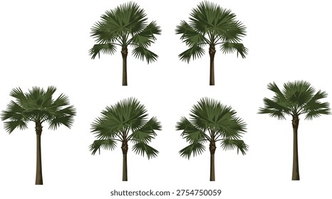 Set of tropical fan palm trees with green fronds and realistic trunks isolated on white background for summer vacation beach and nature designs.