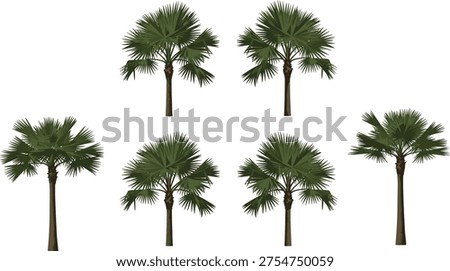 Set of tropical fan palm trees with green fronds and realistic trunks isolated on white background for summer vacation beach and nature designs.