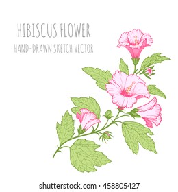 Set of tropical floral ornaments for design greeting cards. Hibiscus.Colorful Vector sketch, hand-drawn.