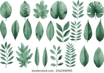 Set of tropical floral watecolor. Tropical green leaves on white background. Watercolor set of vector tropical leaves.