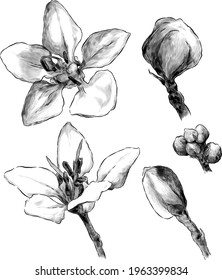 set of tropical flower elements from open and closed buds, sketch vector graphics monochrome illustration on a white background