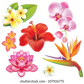 Set Of Tropical Flowers