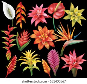Set of Tropical Flowers