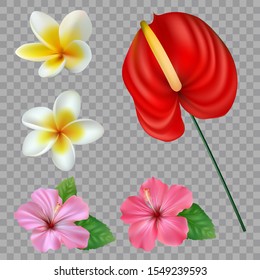 Set of Tropical flowers collection. Vector isolated elements on the white background