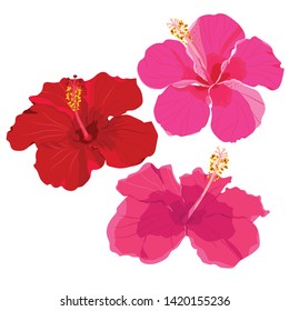 Set of tropical flowers elements. Collection of hibiscus flowers on a white background. Vector illustration bundle.