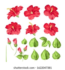 Set of tropical flowers elements. Collection of hibiscus flowers on a white background. Floral templates with garden blooming flowers. Vector illustration bundle.