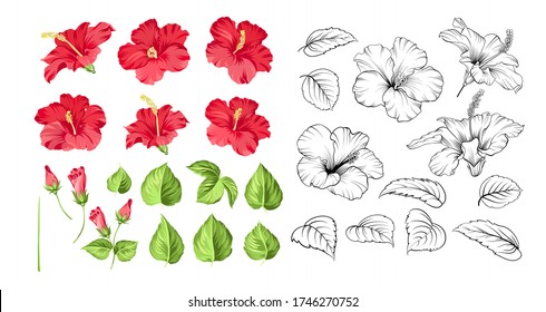 Set of tropical flowers elements. Collection of hibiscus flowers on a white background. Floral templates with garden blooming flowers. Vector illustration bundle.