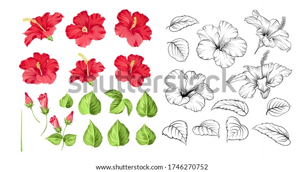 Set of tropical flowers\
elements. Collection of hibiscus flowers on a white background.\
Floral templates with garden blooming flowers. Vector illustration\
bundle.