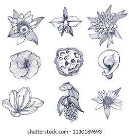 set of tropical flowers, hand drawing, contour vector illustration isolated on white background