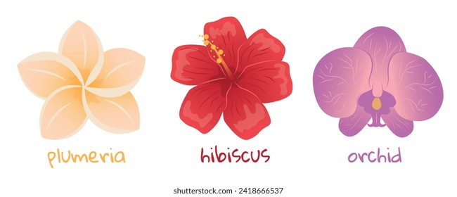 Set of tropical flowers. Hibiscus, plumeria and orchid illustration. Realistic botanical hand drawn painting isolated on white background. Cartoon design for poster, icon, card, logo, banner, sticker