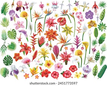 Set of tropical flowers and leaf, vector illustration 