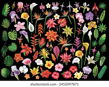 Set of tropical flowers and leaf, vector illustration 