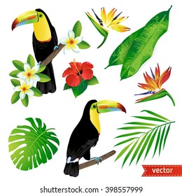 Set of tropical flowers, leaves and birds. Toucan. Vector.