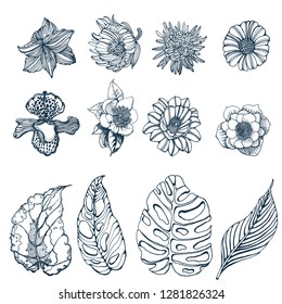 set of tropical flowers and leaves vector illustration isolated on white background