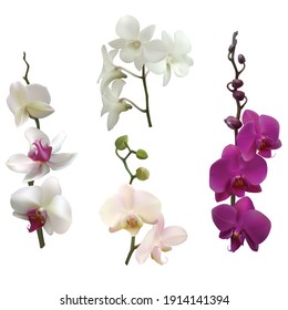 Set of tropical flowers. Orchids. Isolated. Flowers.