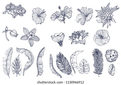 set of tropical flowers and palm leaves, hand drawing, isolated on white background, vector, contour illustration