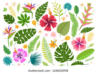 Set of tropical flowers. Vector cartoon rainforest floral elements isolated on white background. Brazil jungle flora in flat style. Orchid, strelitzia, plumeria, philodendron, magnolia. Tropic plants