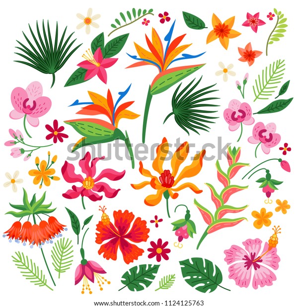 熱帯の花のセット 白い背景にベクターカートーンの雨林花 柄のエレメント ブラジルのジャングルフローラが平らなスタイル 蘭 ストレリツィア プルメリア ピロデンドロン マグノリア 熱帯植物 のベクター画像素材 ロイヤリティフリー