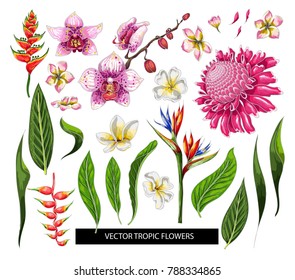 Set of tropical flowers. Vector design isolated elements.
