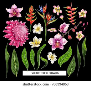 Set of tropical flowers. Vector design isolated elements.