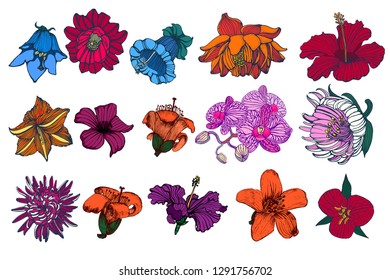 set of tropical flowers vector illustration isolated on white background vector