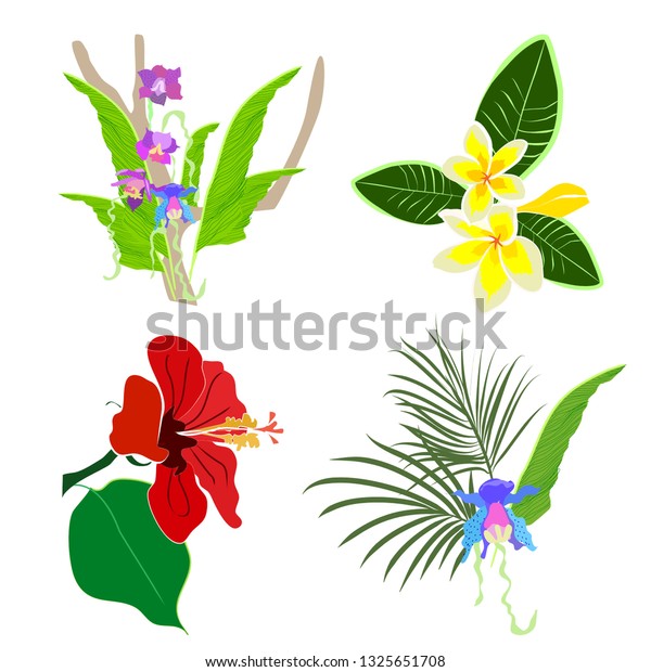 Set Tropical Flowers Vector Isolated Hibiscus Stock Vector (Royalty ...