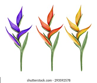 Set of tropical flowers. Watercolor heliconia hand drawing. Vector illustration