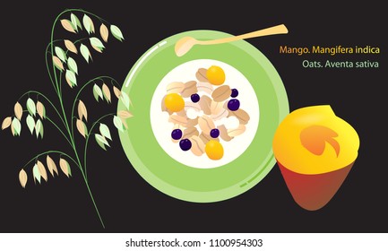 A set of tropical fruits of mango and a branch of oats. Plate with oatmeal, mango and blueberries. Healthy eating and women's health. The inscriptions are latin.
