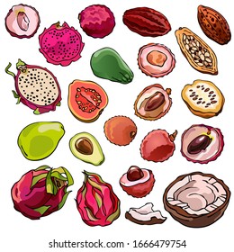 Set of tropical fruits and pieces. Dragon fruit, pitahaya, avocado, coconut, guava, cocoa, lychee, jack fruit. Tasty and healthy vegetarian food. Collection of isolated vector stock illustrations. 