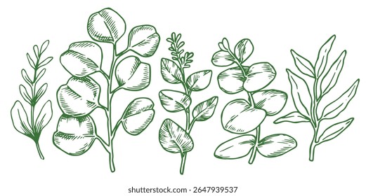 Set of tropical green eucalyptus leaves. Vector illustration in sketch style	
