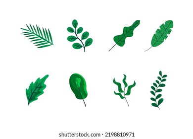 Set tropical green leaf vector. Vector designer elements set collection of green forest fern, tropical green eucalyptus greenery art foliage natural leaves herbs in watercolor style. 