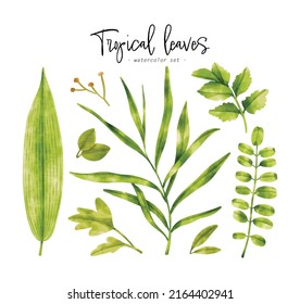 Set of Tropical Green leaf watercolor illustration for Decorative Elements