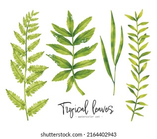 Set of Tropical Green leaf watercolor illustration for Decorative Elements