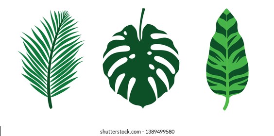 Set of tropical green leaves. Monstera, areca palm and bird of paradise leaf. Collection of exotic foliage of rainforest trees. Botanical flat vector illustration. Natural decorative elements