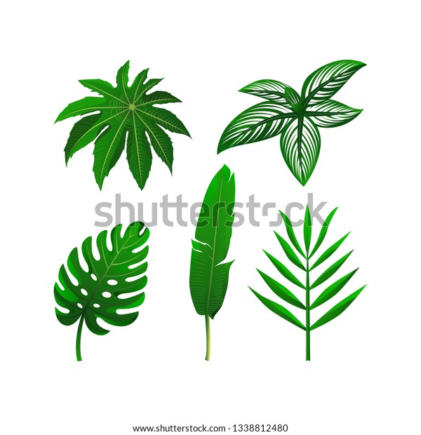 Set Tropical Green Leaves Vector Illustration Stock Vector (Royalty ...