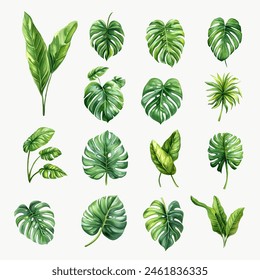 Set of Tropical Green Monstera Leaves Watercolor