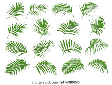 Set of tropical green palm tree leaf and coconut leaf vector illustrator