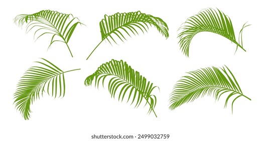 Set of tropical green palm tree leaf and coconut leaf isolated on white background