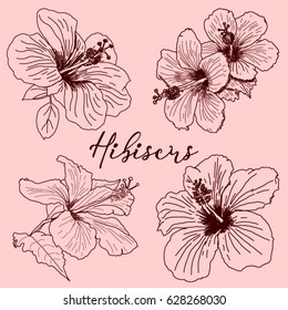 Set of tropical Hibiscus flowers. Hand drawn sketch. Vector illustration isolated. Template for the design. Drawing with beautiful flowers.