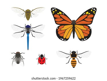 set of tropical insect symbol vector